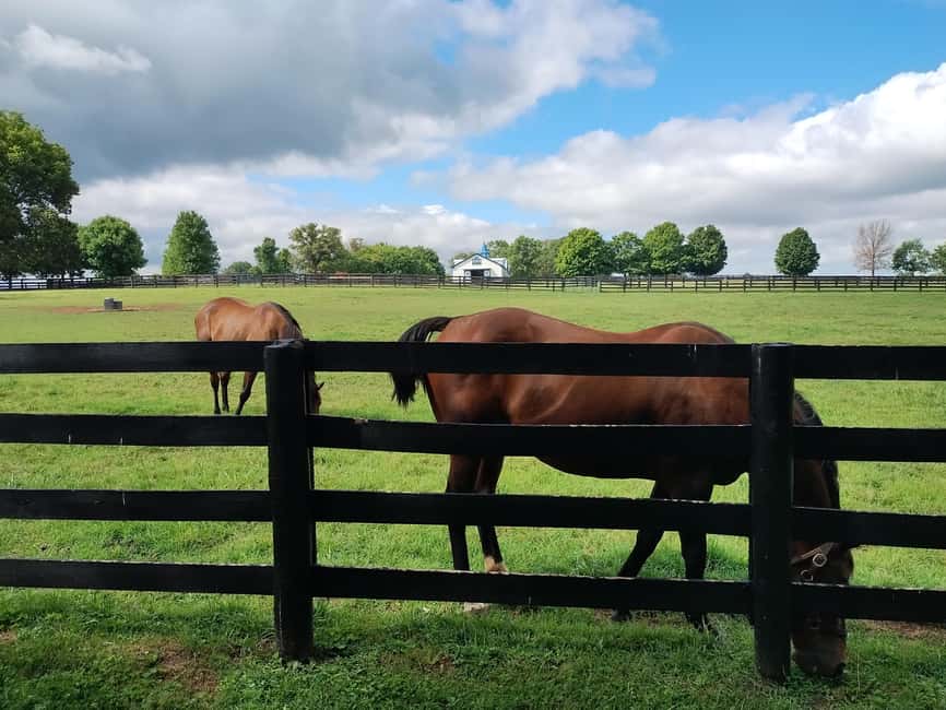 Lexington: Thoroughbred Horse Farm Tour and Scenic Bluegrass - The 210-minute format and what it feels like