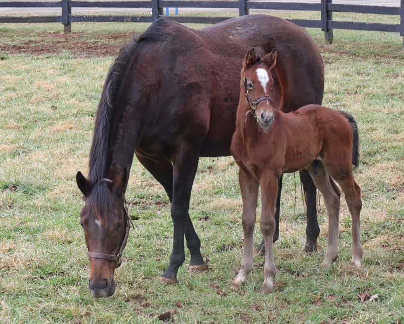 Lexington: Thoroughbred Horse Farm Tour and Scenic Bluegrass - Is $45 a good value?