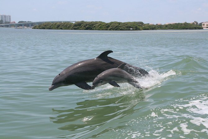 Little Toot Dolphin Adventure at Clearwater Beach - Key points to know before you go