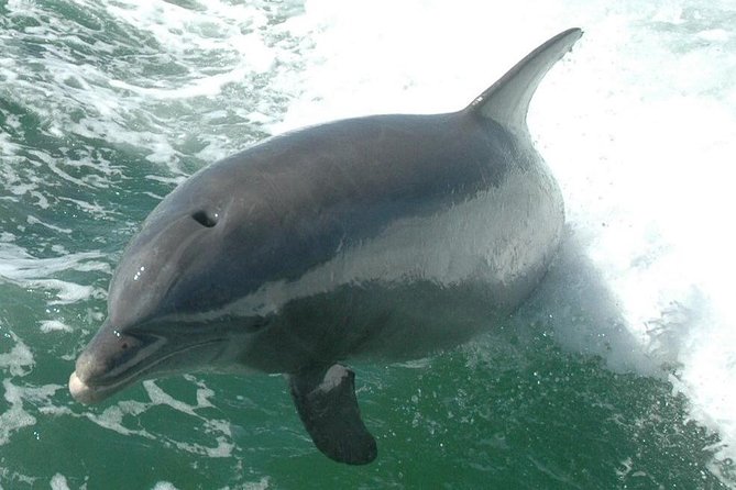 Little Toot Dolphin Adventure at Clearwater Beach - Clearwater Harbor before the Gulf of Mexico