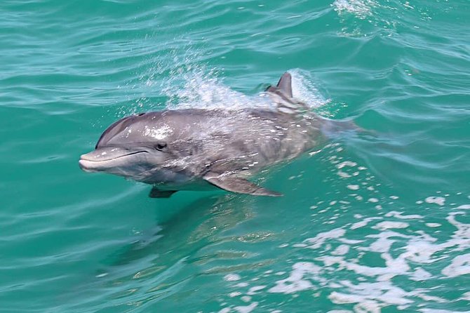 Little Toot Dolphin Adventure at Clearwater Beach - A tugboat ride that is more comfortable than flashy