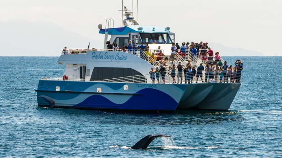 Long Beach: Whale and Dolphin Watching Cruise - Key points to know before you sail