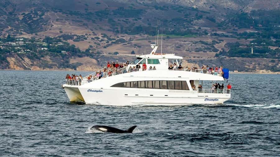 Long Beach: Whale and Dolphin Watching Cruise - Long Beach harbor sets the scene