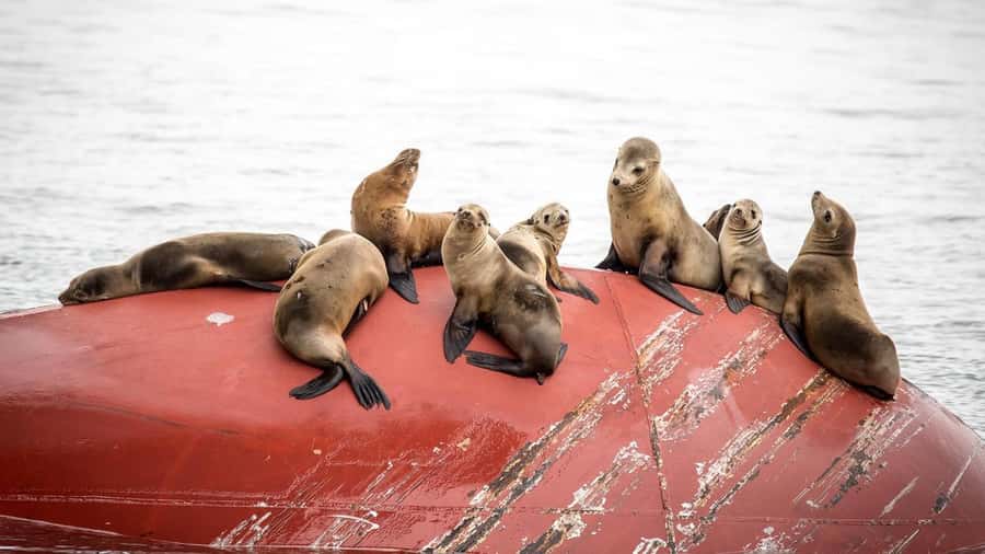 Long Beach: Whale and Dolphin Watching Cruise - The wildlife search is the real itinerary