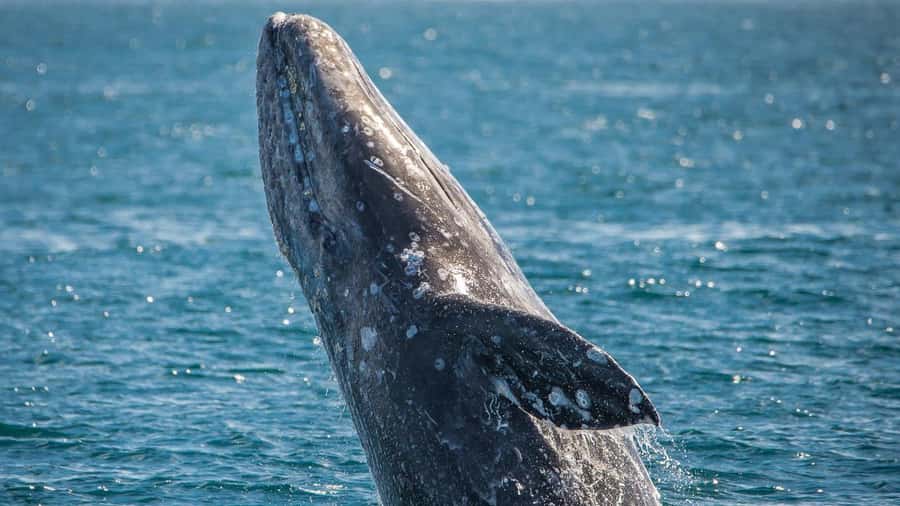Long Beach: Whale and Dolphin Watching Cruise - The educators are a major strength