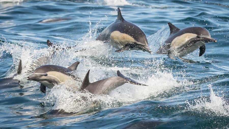 Long Beach: Whale and Dolphin Watching Cruise - What $45 gets you