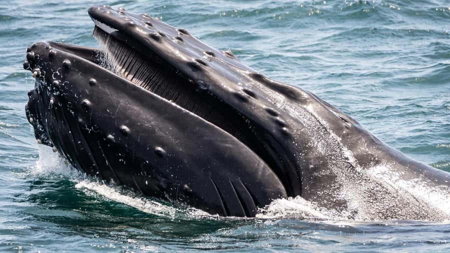 Long Beach: Whale and Dolphin Watching Cruise - How to improve your chances of a good outing