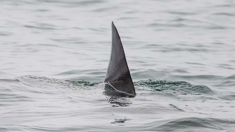 Long Beach: Whale and Dolphin Watching Cruise - Who will enjoy this cruise most