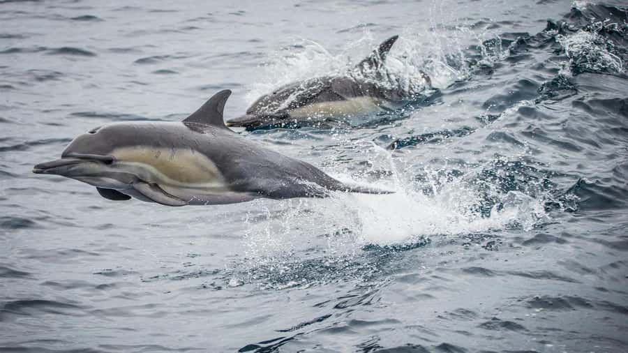 Long Beach: Whale and Dolphin Watching Cruise - What the Long Beach sightseeing route includes