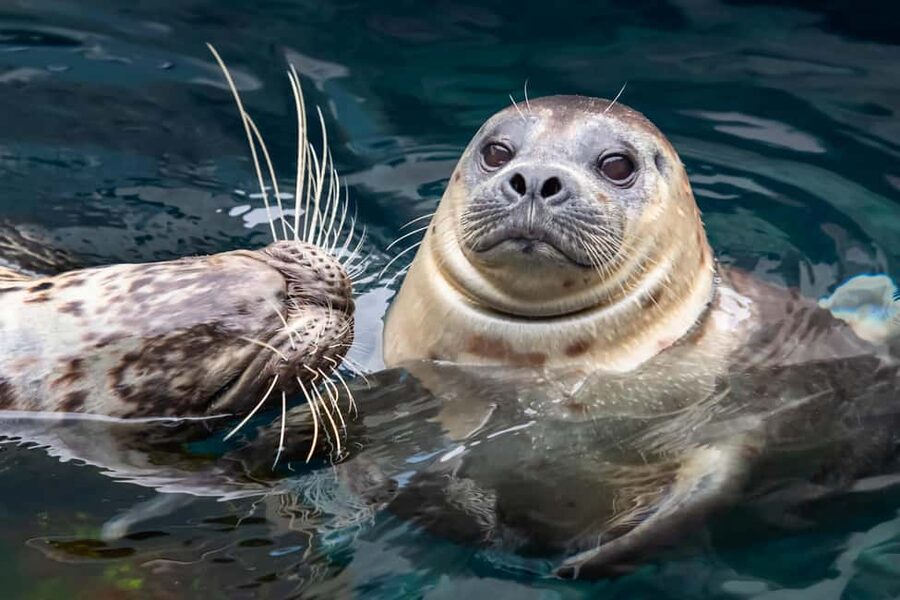 Los Angeles: All-Inclusive Pass Plus with Universal Studios - Animals, science, and the coast