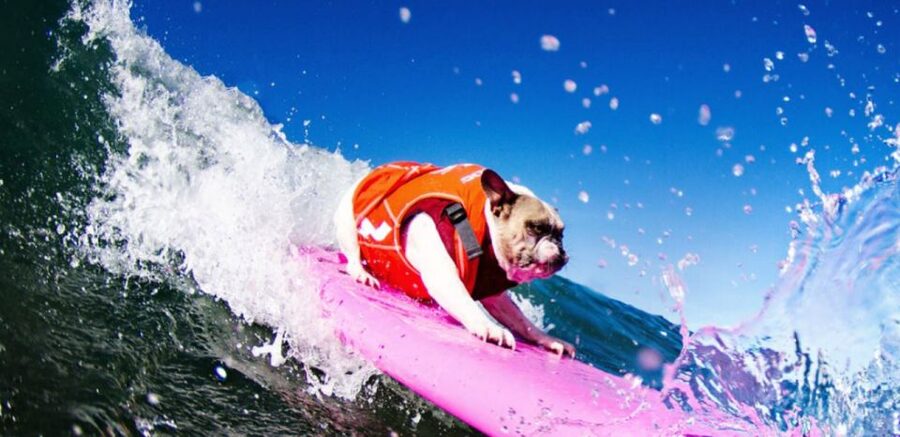 Los Angeles: Surfing Lesson in Venice Beach - Finding the van at 20 Bicknell Avenue