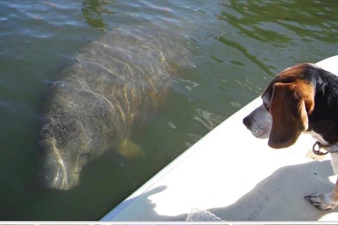 Lovers Key Guided Eco Tour-Mangrove Estuary - Key points at a glance