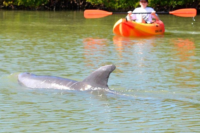 Lovers Key Guided Eco Tour-Mangrove Estuary - Why the Lovers Key estuary is worth your morning