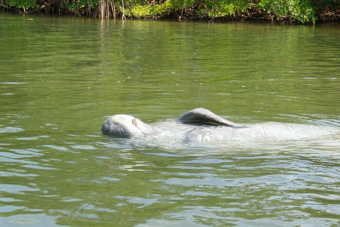 Lovers Key Guided Eco Tour-Mangrove Estuary - Manatees, dolphins, and the luck factor