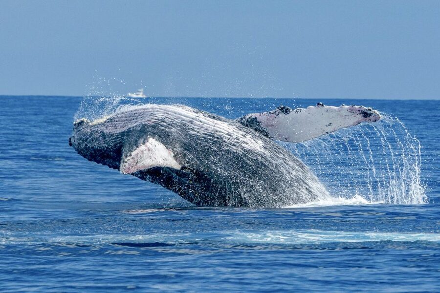 Ma'alaea Harbor: Whale Watching Tour Aboard Power Catamaran - Why Maalaea Bay is a fine place to watch whales