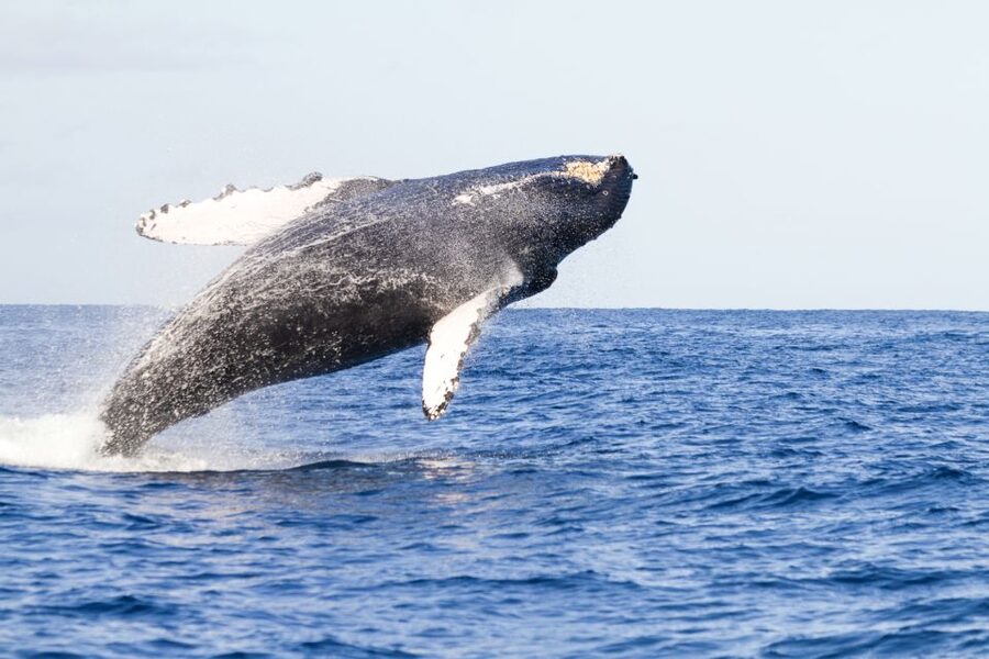 Ma'alaea Harbor: Whale Watching Tour Aboard Power Catamaran - What the two-hour cruise feels like