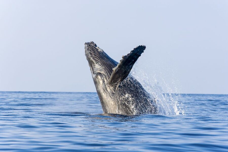 Ma'alaea Harbor: Whale Watching Tour Aboard Power Catamaran - The double-deck catamaran advantage