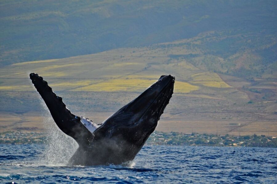 Ma'alaea Harbor: Whale Watching Tour Aboard Power Catamaran - Hearing whale songs below the surface