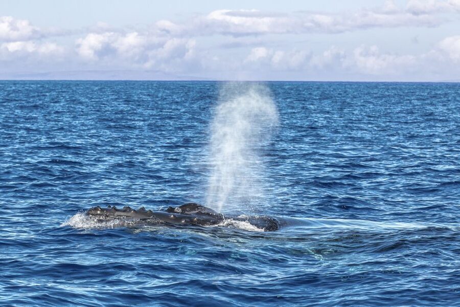 Ma'alaea Harbor: Whale Watching Tour Aboard Power Catamaran - How the crew shapes the experience