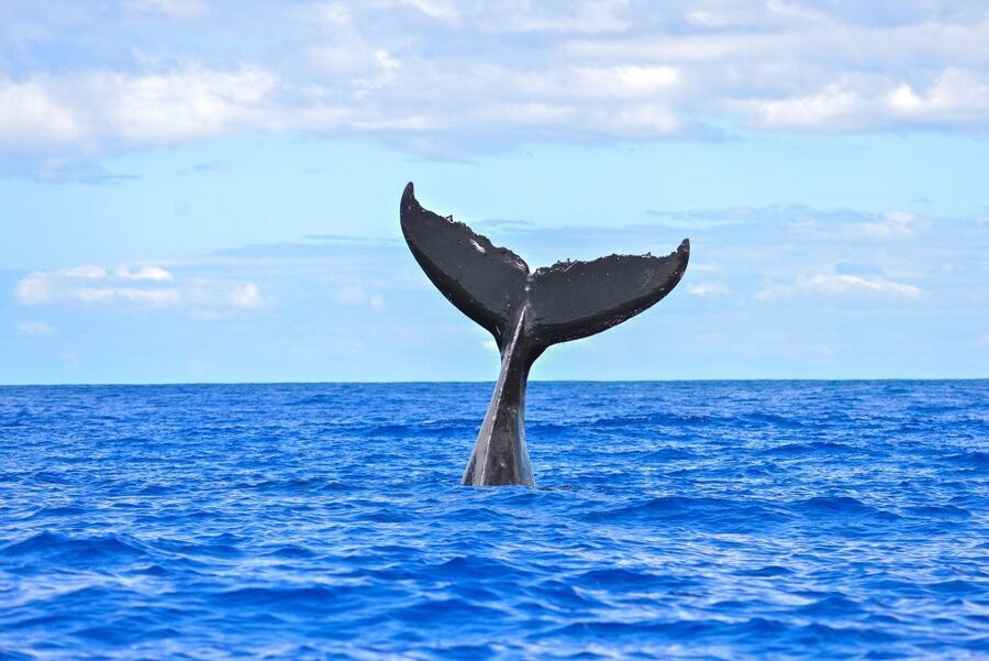 Ma'alaea Harbor: Whale Watching Tour Aboard Power Catamaran - Price, timing, and overall value