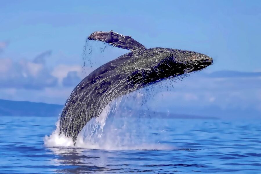 Ma'alaea Harbor: Whale Watching Tour Aboard Power Catamaran - Who should book this catamaran cruise