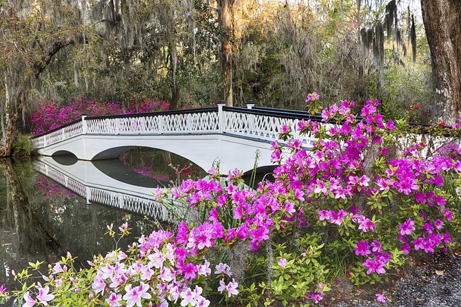 Magnolia Plantation Admission & Tour with Transportation from Charleston - The ride from Charleston to Magnolia Plantation