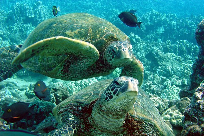 Makena Turtle Town Eco Adventure in Maui - Why Turtle Town works so well by kayak
