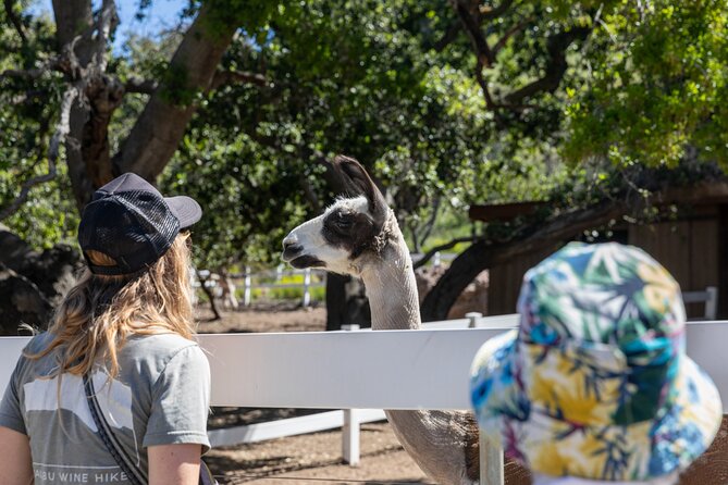 Malibu: Guided Vineyard Hike with Photo Stops and Wine - What to Wear and Bring