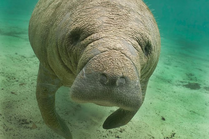 Manatee Sightseeing and Wildlife Boat Tour - Key points at a glance