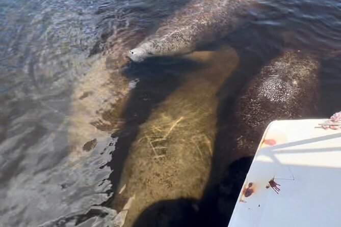 Manatee Sightseeing and Wildlife Boat Tour - Finding manatees in their natural setting