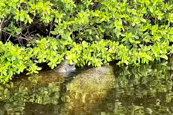 Manatee Sightseeing and Wildlife Boat Tour - Alligators, crocodiles, sharks, and birds