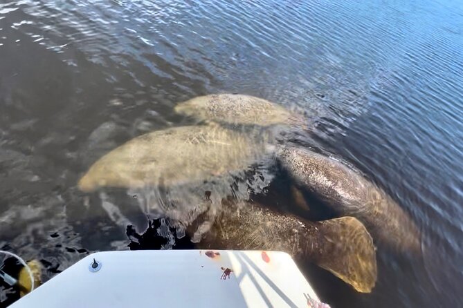 Manatee Sightseeing and Wildlife Boat Tour - Captains who make the ride work