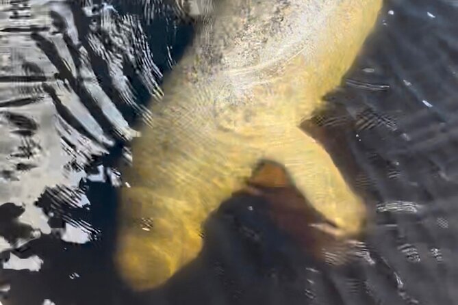 Manatee Sightseeing and Wildlife Boat Tour - Polarized glasses and better water photos