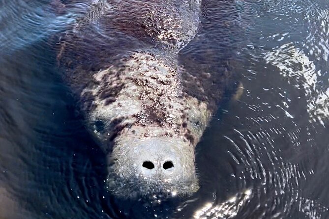 Manatee Sightseeing and Wildlife Boat Tour - Canals, bays, and mangrove edges
