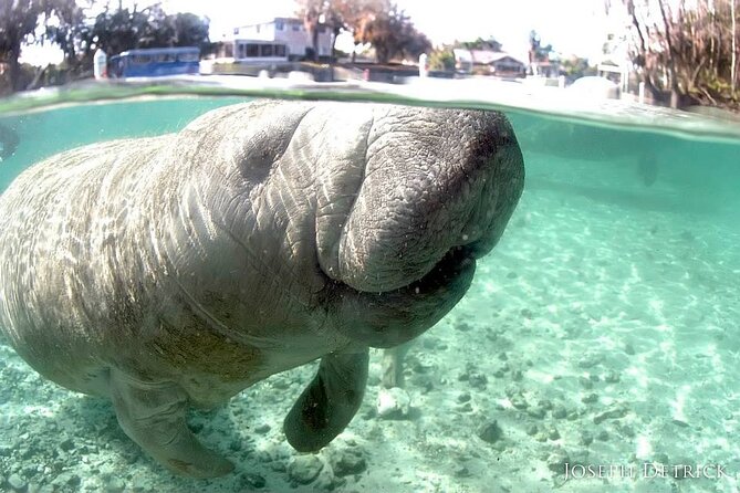 Manatee Snorkel Small Group Tour - Why Three Sisters Springs is the star of the trip