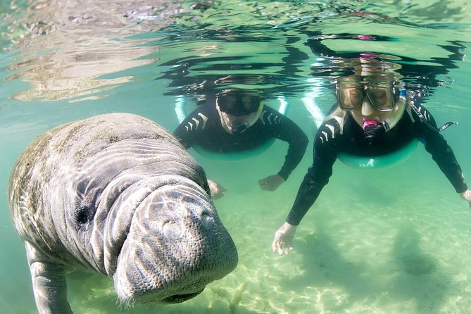Manatee Snorkel Small Group Tour - Manatee rules are part of the experience