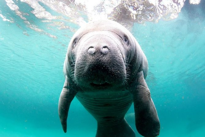 Manatee Snorkel Small Group Tour - What it feels like in the water