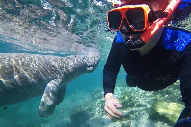 Manatee Swim Tour with In Water Photographer - What makes this Crystal River swim worth your morning