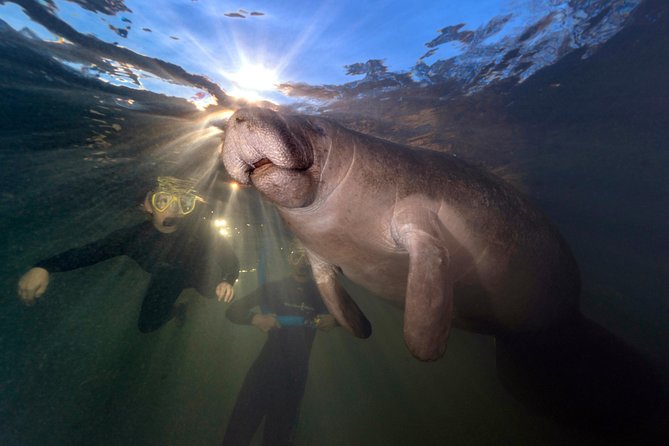 Manatee Swim Tour with In Water Photographer - Wetsuits, noodles, and first-time snorkeling