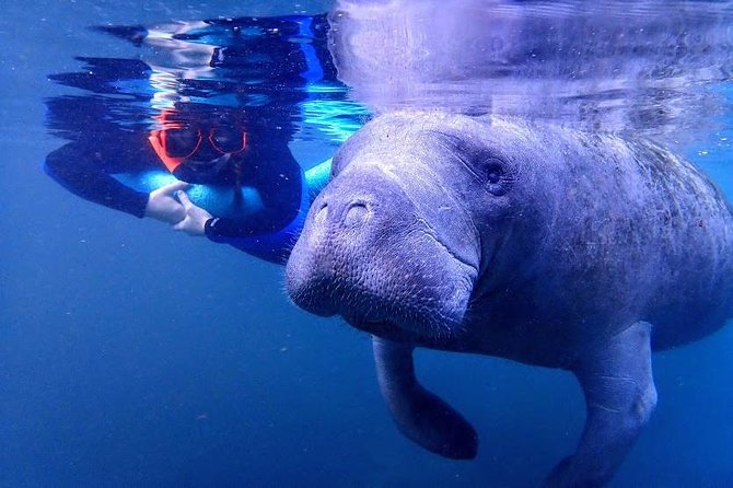 Manatee Swim Tour with In Water Photographer - How the three hours are used