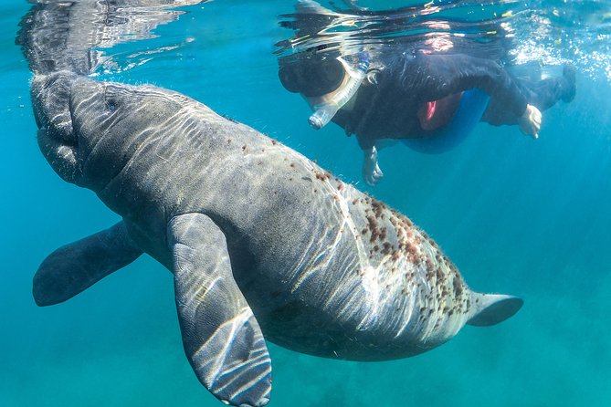 Manatee Swim Tour with In Water Photographer - Group size, minimum numbers, and practical value