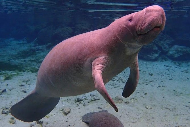 Manatee Swim Tour with In Water Photographer - Meeting the manatees in their own habitat