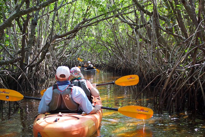 Manatees and Mangrove Tunnels Small Group Kayak Tour - Why this kayak trip feels different from a standard Everglades outing