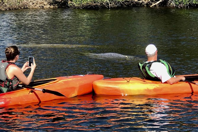 Manatees and Mangrove Tunnels Small Group Kayak Tour - From Port of the Islands Marina to the mangrove launch