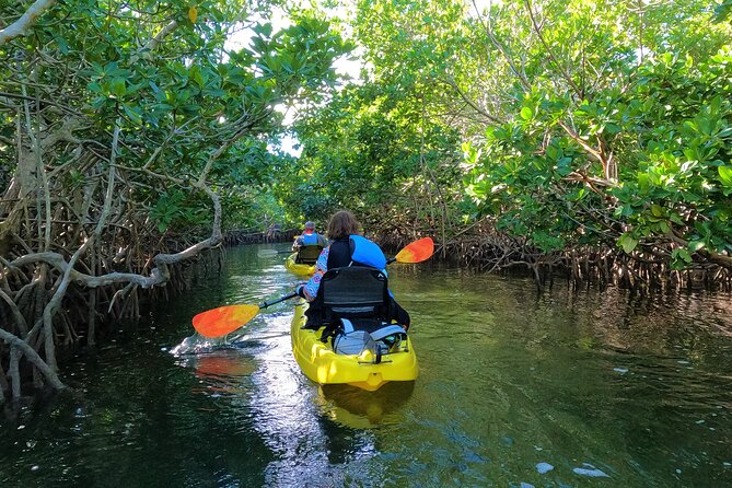 Mangrove Tunnel Kayak Adventure in Key Largo - What you might see beneath the mangroves