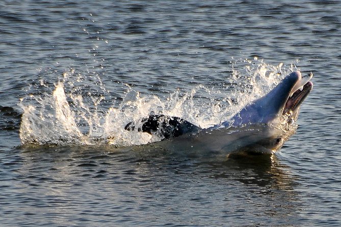 Mangrove Tunnels, Dolphins, Manatee Tour #1 Rated in Cocoa Beach - Key points to know before you paddle