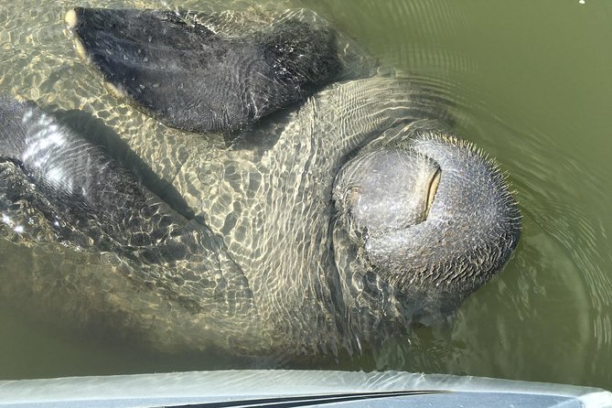 Mangrove Tunnels, Dolphins, Manatee Tour #1 Rated in Cocoa Beach - The real cost: $59 for two hours on the water