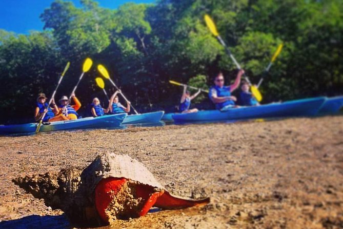 Mangrove Tunnels & Mudflats Kayak Tour - Local Biologist Guides - What the biologist guide adds