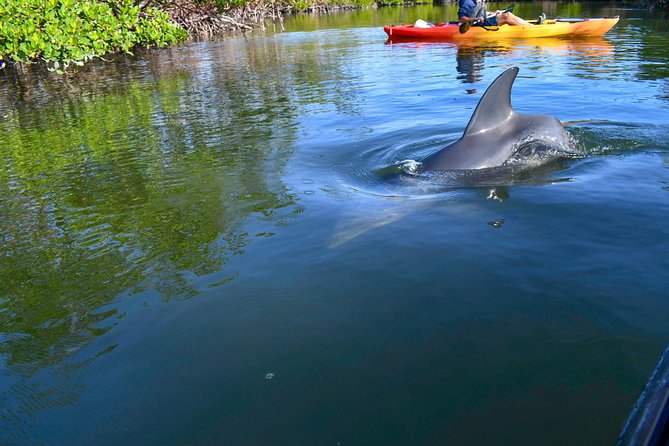 Mangrove Tunnels & Mudflats Kayak Tour - Local Biologist Guides - The Rookery Bay Environmental Learning Center