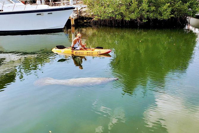 Mangroves and Manatees - Guided Kayak Eco Tour - Why Tavernier Creek makes a good first kayak trip